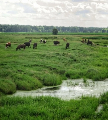На Волині село повністю пішло під воду і відродилося на пагорбі