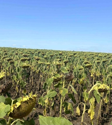 Tekom Agro Group: агрономи фіксують добрий розвиток соняшнику, попри спеку та тріщини у ґрунті
