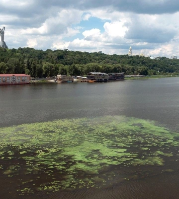 Науковиця пояснила, чи можна подолати цвітіння води в Дніпрі