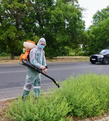 Боротьба з амброзією: в Одесі знищують небезпечний бур’ян