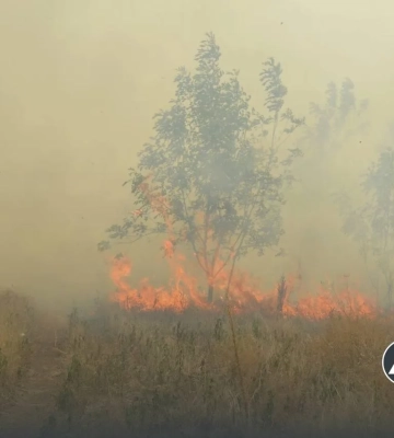 Фото: на Хортиці спалахнула масштабна пожежа, вогонь швидко поширюється через вітер