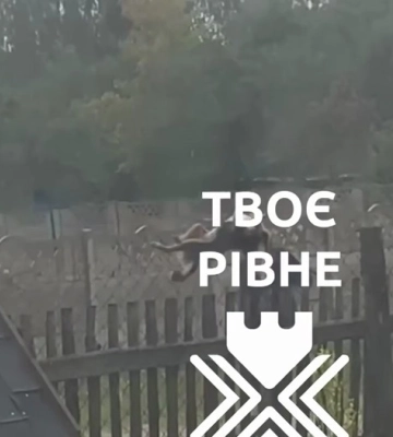 На Рівненщині чоловік жорстоко вбив собаку вилами, а родичі погрожували свідку (ВІДЕО 18+)