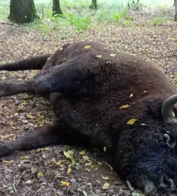 Неподалік Луцька виявили загиблого червонокнижного зубра