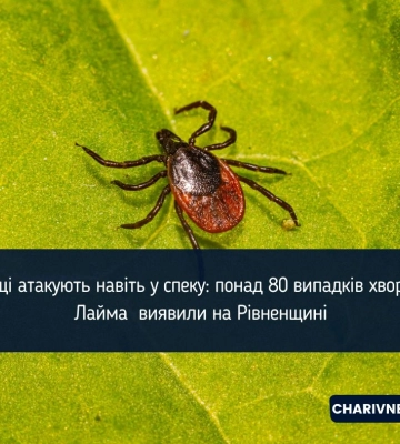 Кліщі атакують навіть у спеку: понад 80 випадків хвороби Лайма  виявили на Рівненщині