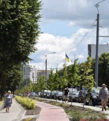 У центрі Луцька спиляють два клени