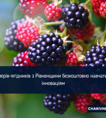Фермерів-ягідників з Рівненщини безкоштовно навчатимуть інноваціям