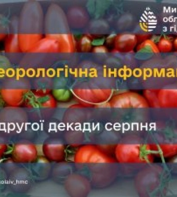 На Миколаївщині посуха значно пошкодила сільгоспкультури і може вплинути на посів озимих