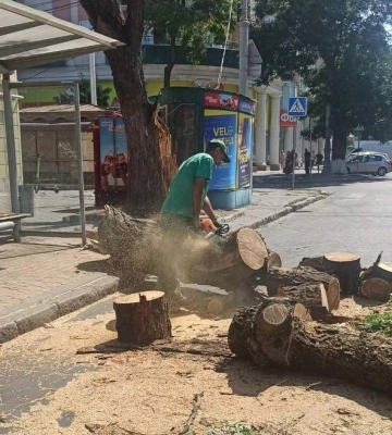 В Одесі вітер вже повалив 30 дерев і великих гілок