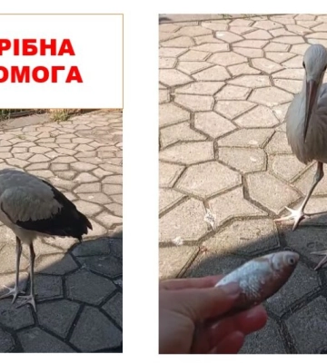 У Київській області шукають перевізника, який міг би доставити лелеку Степана до Одеського зоопарку