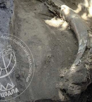 На Полтавщині знайшли бивень мамонта