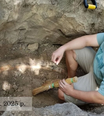 На Полтавщині знайшли бивень мамонта