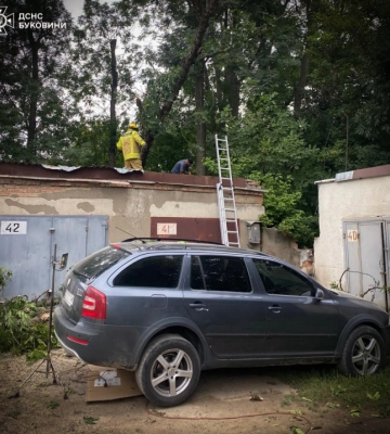 У Чернівцях дерево впало на автомобіль