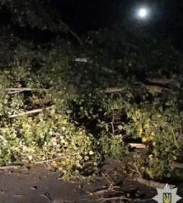 У Полтаві на автівку впало дерево, травмовані жінка з дитиною