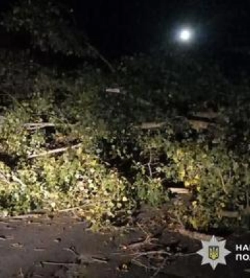 У Полтаві на жінку з дитиною впало дерево