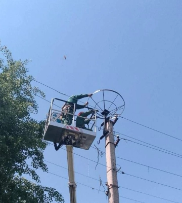 На Рівненщині для лелек створили сотні безпечних гнізд