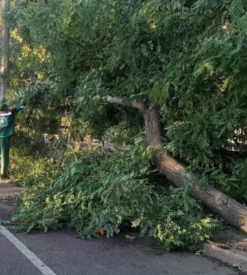 Внаслідок негоди в Одесі впало 73 дерева та великих гілки