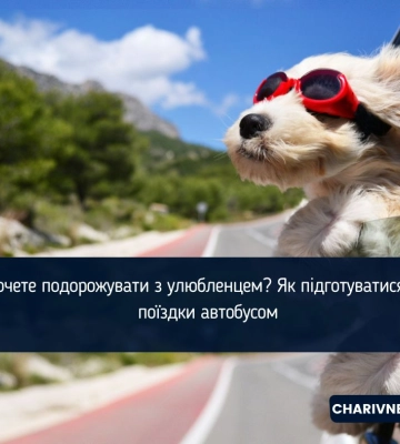 Хочете подорожувати з улюбленцем? Як підготуватися до поїздки автобусом