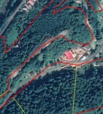 На Закарпатті ДБР розслідує масштабні порушення у лісовому господарстві