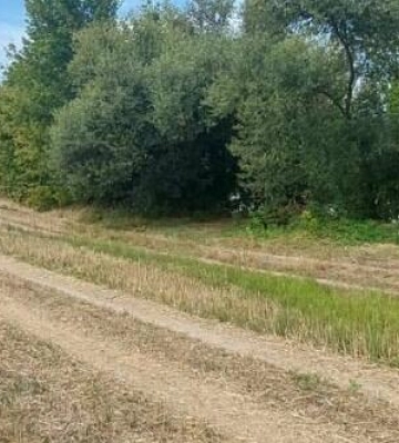 Захопив 11 гектарів землі в охоронній зоні на Одещині: чоловік отримав вирок суду