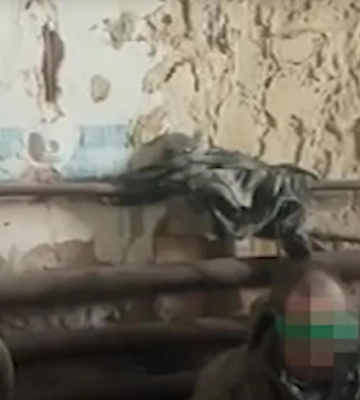 Разведчики 1-го корпуса НГУ &quot;Азов&quot; взяли в плен рашистов, убивших бойца ВСУ: ситуация на Покровском направлении. ВИДЕО
