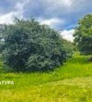 Привид нерухомості: як шахраї намагалися заволодіти землею у Києві