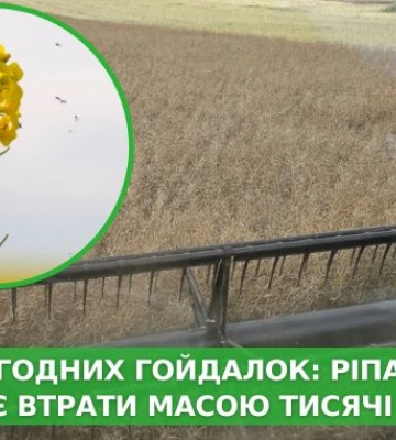 В обхід погодних гойдалок: ріпак компенсує втрати масою тисячі насінин