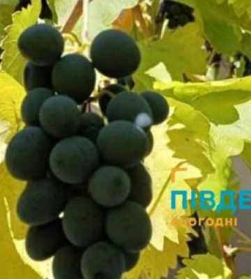 Яку погоду прогнозують у вересні на Одещині