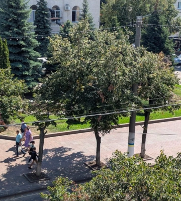 На видалення понад сотні аварійних дерев у Кропивницькому витратять 1,7 млн грн