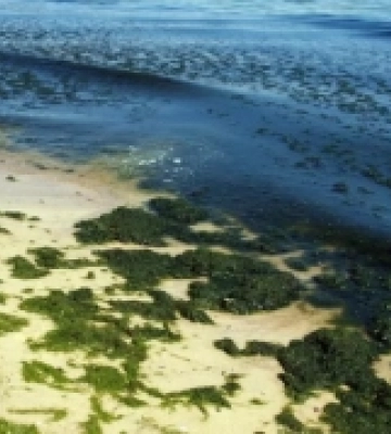 Масове цвітіння Чорного моря на Одещині: чи загрожує це здоров’ю