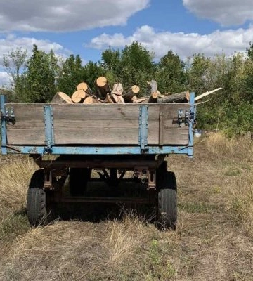 На Миколаївщині оштрафували порушника за незаконну вирубку дерев: збитки сягнули майже 60 тисяч гривень