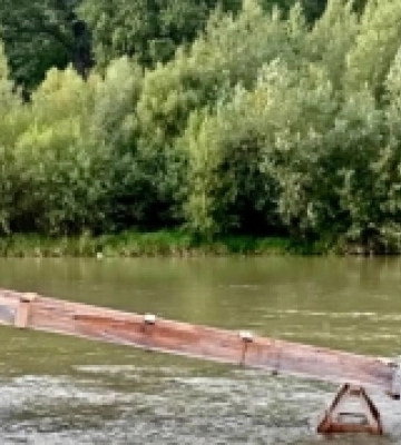 Понад 115 тисяч мальків струмкової форелі випустили у річки Прикарпаття та Львівщини
