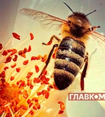 Непомітні працівники міста: чому бджоли важливіші для екології, ніж ми думаємо