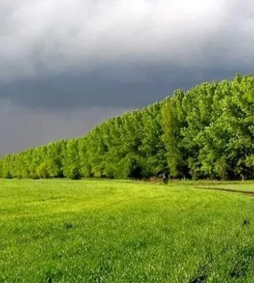 Зниклого 18-річного юнака з Львівщини знайшли мертвим у лісопосадці