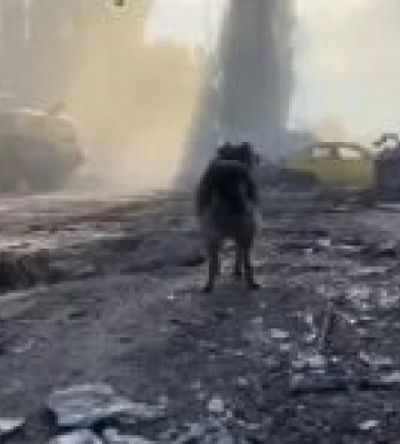 Пес чекає загиблого господаря поруч зі зруйнованим будинком