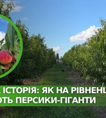 Соковита історія: як на Рівненщині вирощують персики-гіганти