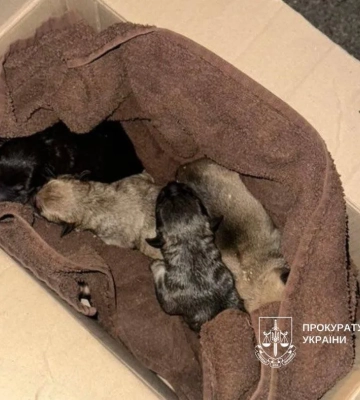 У Києві чоловік викинув новонароджених цуценят у смітник: розпочато розслідування