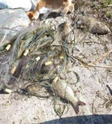 На Полтавщині браконьєр завдав збитків на понад 200 тисяч
