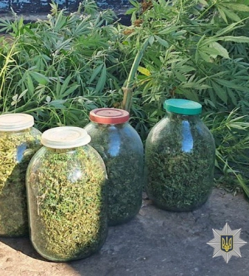 На Дніпропетровщині зібрати багатий врожай конопель наркоплантаторові «допомогла» поліція