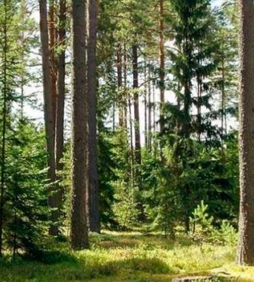 Державі повернули низку земель лісового фонду, які хотіли забудувати на Черкащині