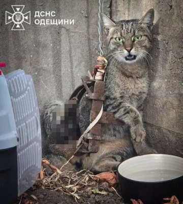 В Одесі бійці ДСНС врятували переляканого котика, який потрапив у справжній капкан