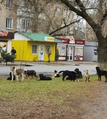 В Мелитополе оккупанты опять кормят завтраками бродячих собак