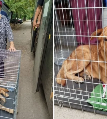 Чудо на Дніпропетровщині: пес витягнув господиню з-під завалу й подарував їй життя