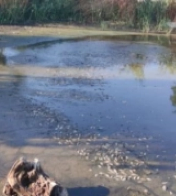 У Вилковому на Одещині зафіксовано критичне забруднення води: підтверджено причину замору риби