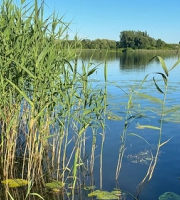 За 30 кілометрів від Луцька розкинулось мальовниче озеро з червонокнижними рослинами та птахами 