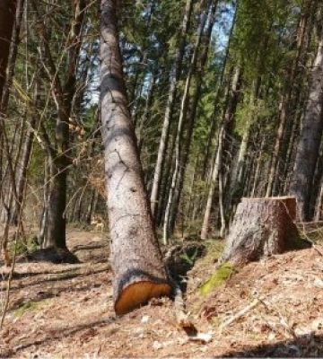 Гучні обшуки на Закарпатті: справа «Синевиру» та незаконної вирубки лісу