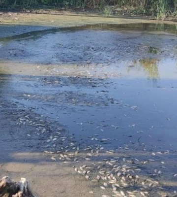 На Одещині вода отруює життя людей: екологи зафіксували критичні показники