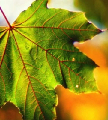 Погода та прикмети на суботу, 6 вересня 2025 року