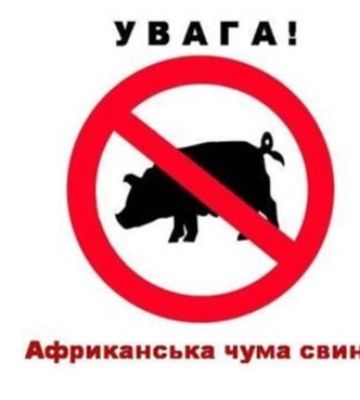 На Закарпатті на кордоні з Румунією виявили африканську чуму свиней - подробиці