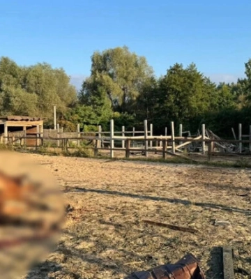 Российские БПЛА убили семь лошадей на спортивной базе в Киевской области