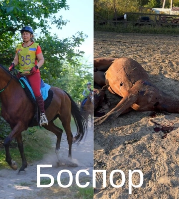 Атака на Киевскую область: оккупанты убили лошадей, которые готовились к чемпионату Украины